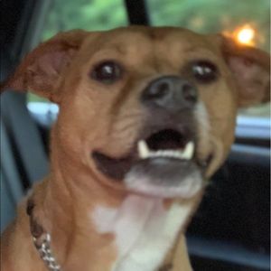 Meet your Posher, Shoshana